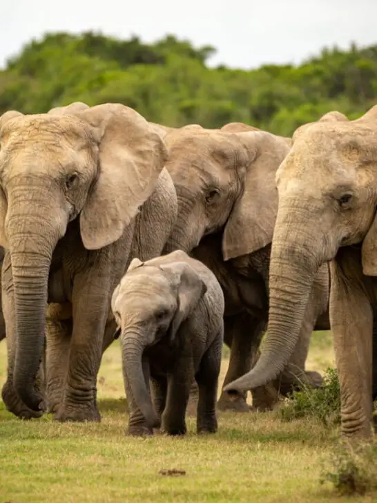 Herd of elephant protecting baby elephant - ee220820