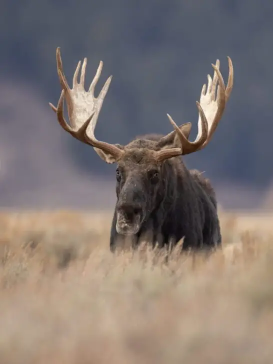Moose in the wild - ee220820