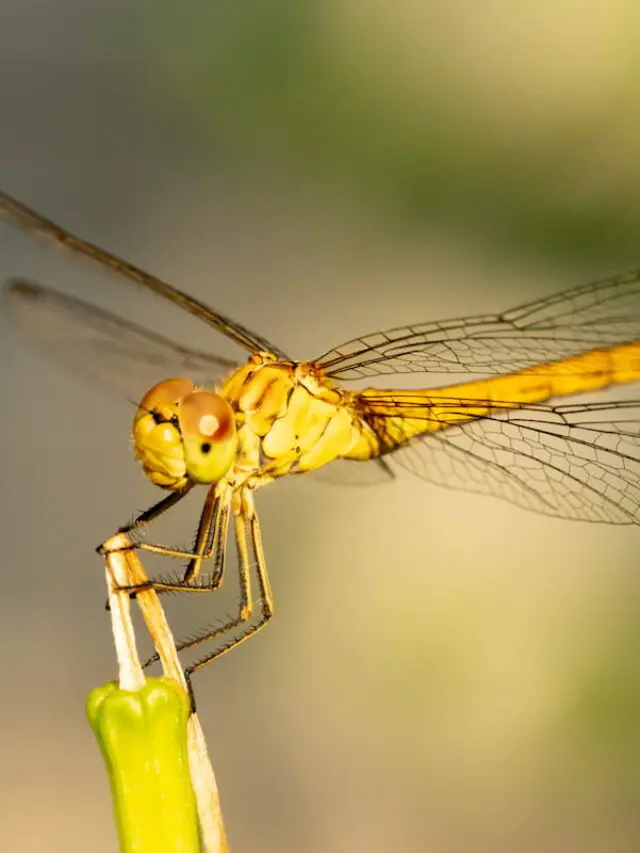 17 Types of Dragonflies (and where to find them)-PENDING
