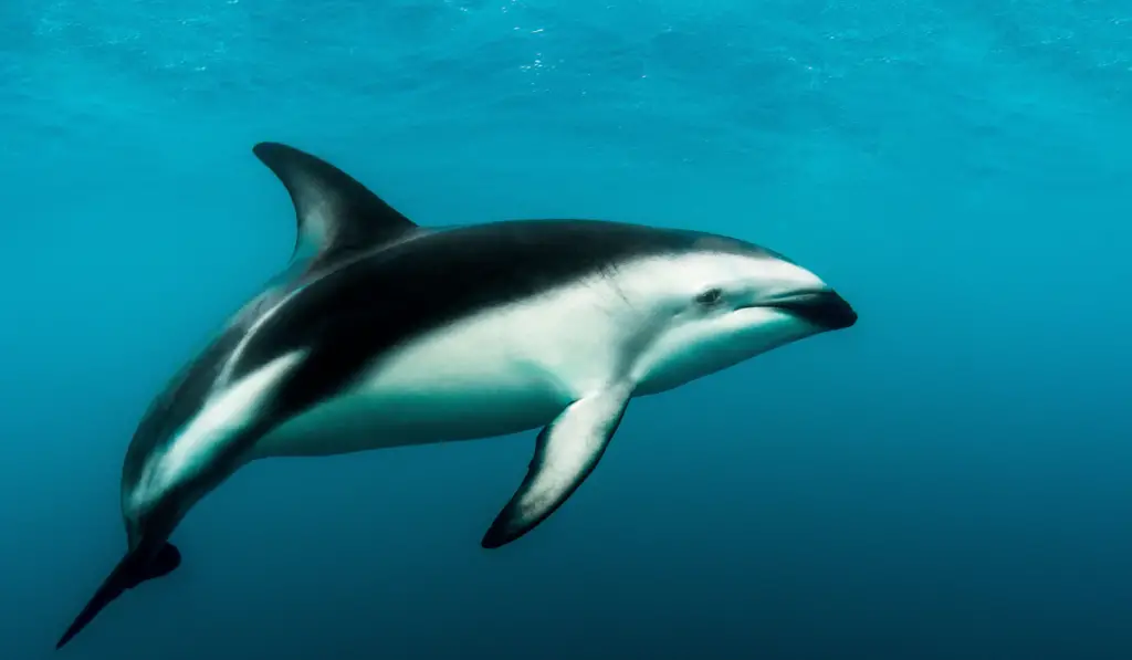 A Dusky Dolphin swimming alone in the sea  