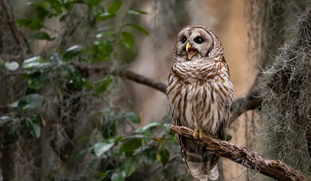 A barred owl in the tree