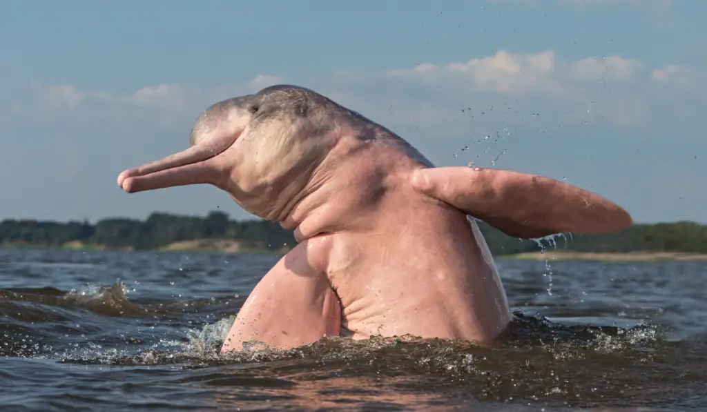 Amazon River Dolphin jumping 