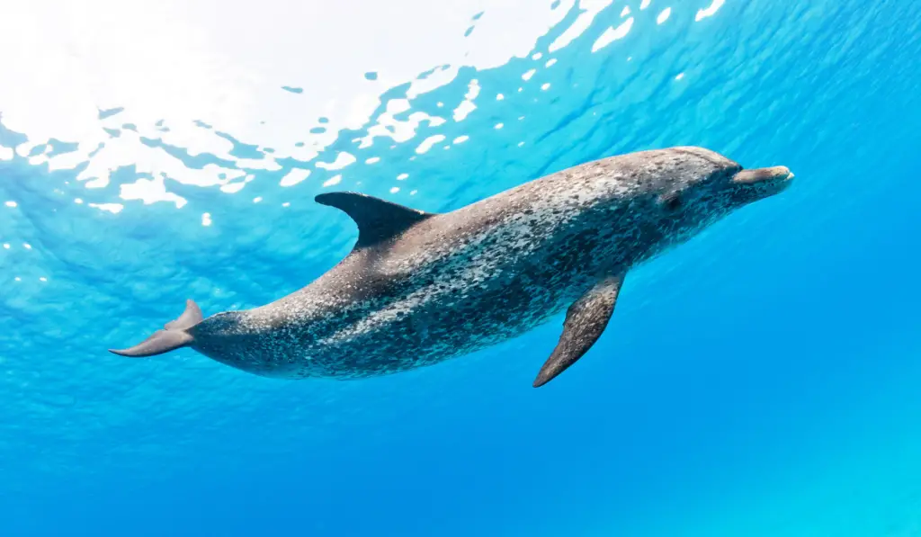 Atlantic Spotted Dolphin swimming alone in the ocean