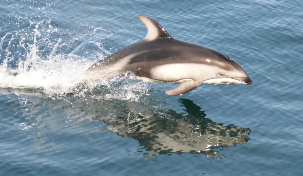 Atlantic White-Sided Dolphin jumping in the sea