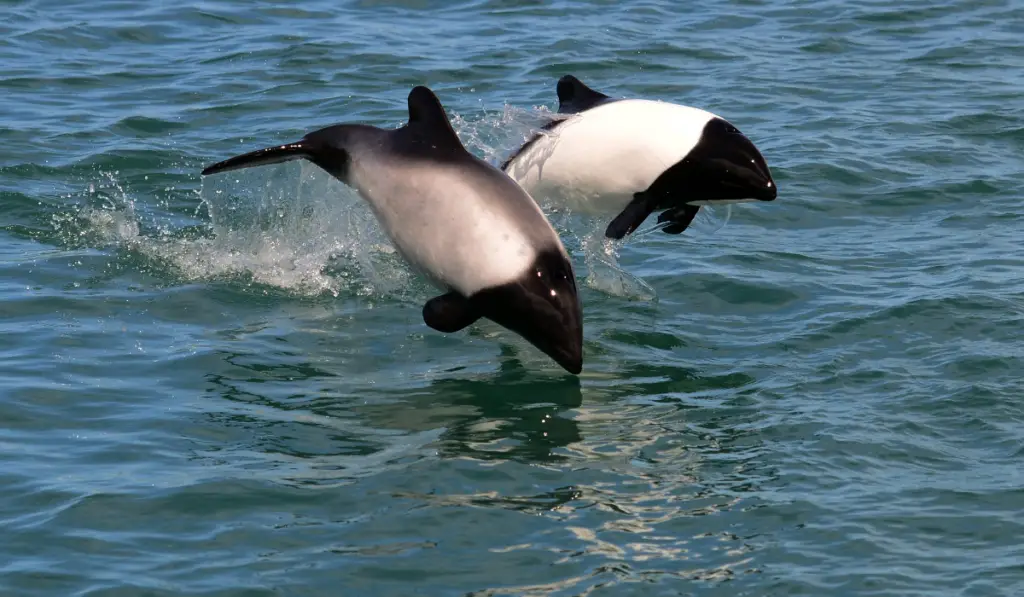 Two Commerson’s Dolphin jumping in the sea