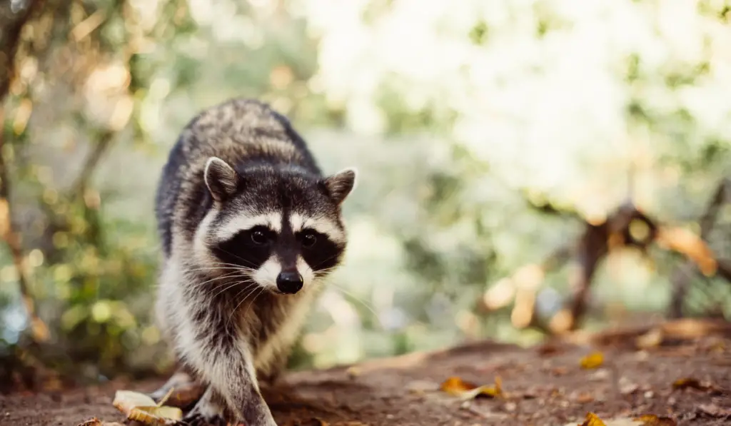 Cute wild raccoon walks through nature in the Forrest.
