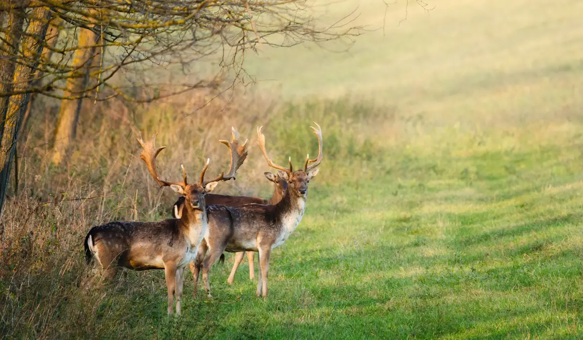 Do Deer Eat Pumpkin - Exploration Squared