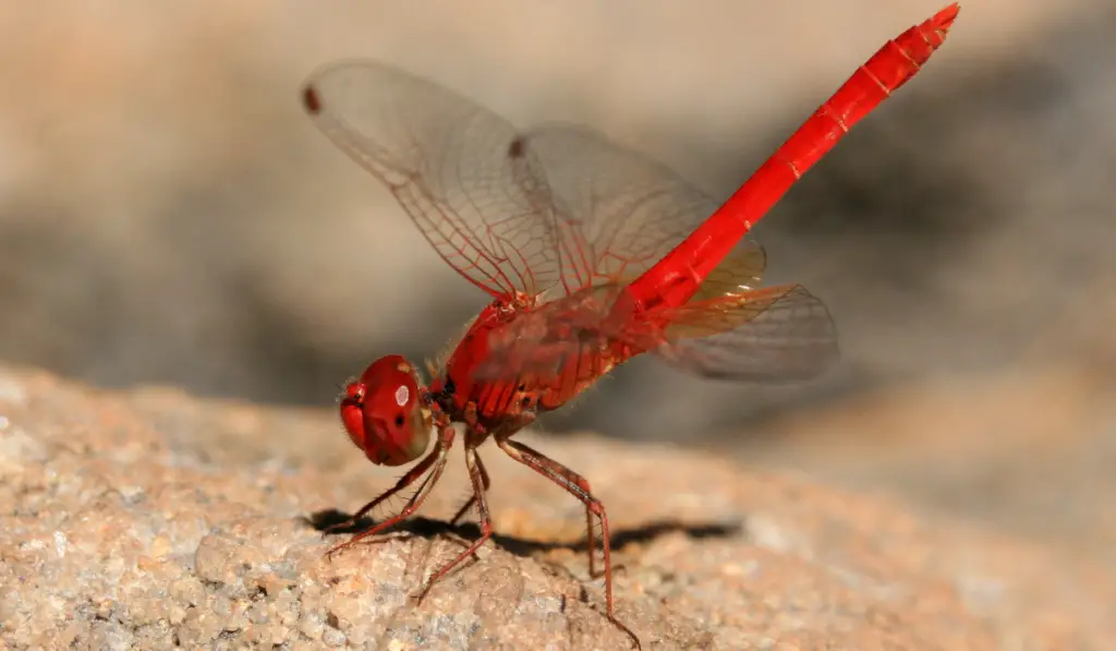 Detailed Closeup of Red Dragonfly

