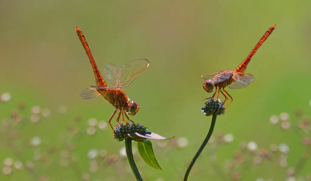 Dragonflies on a Flower