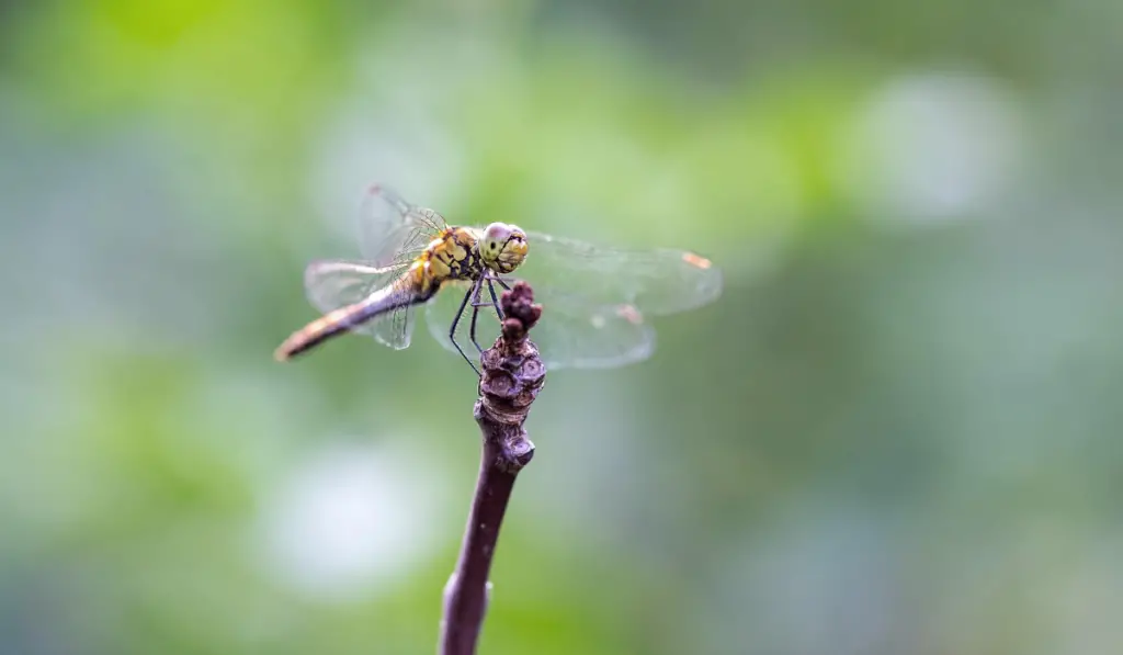 Dragonfly sitting on a stick

