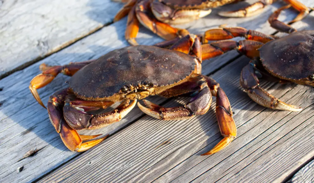 A close up of a male Dungeness crab sitting on a dock with other crabs 