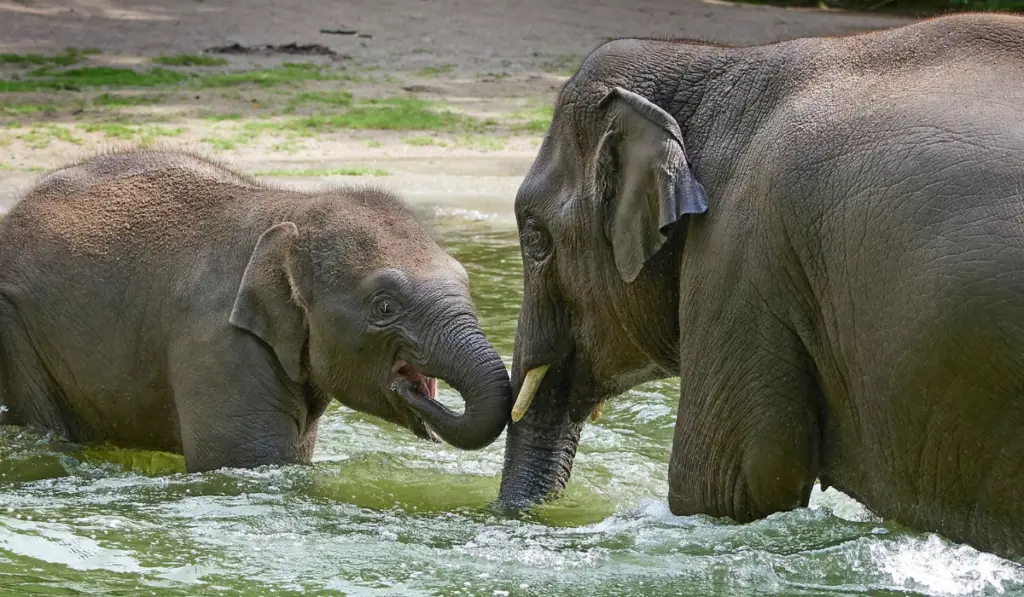Female elephant and her little baby playing and bathing in water

