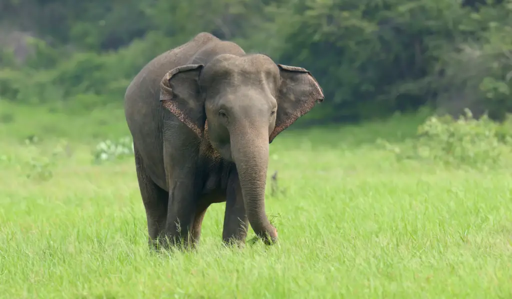 elephant walking alone in the green field
