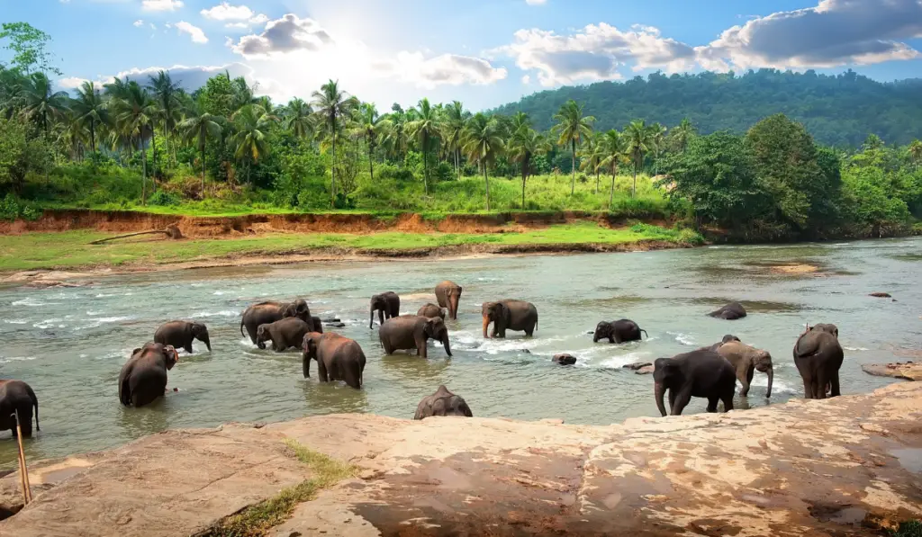 elephants taking a bath in the river