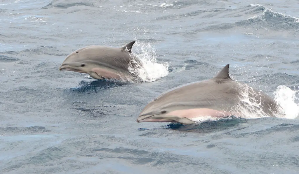 two Fraser’s Dolphin swimming in the sea