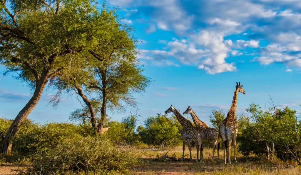 Three giraffes standing in the bushes