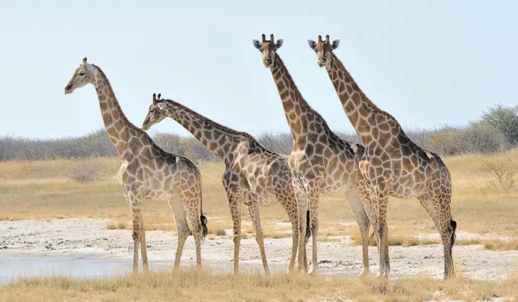 Four giraffes standing next to the stream of water