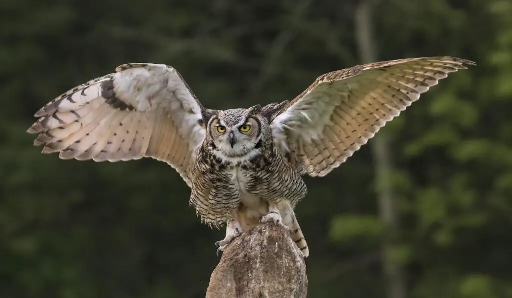 Great Horned Owl standing on a rock against blurry forest background
