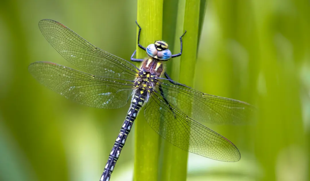 What Do Dragonflies Eat? Exploration Squared