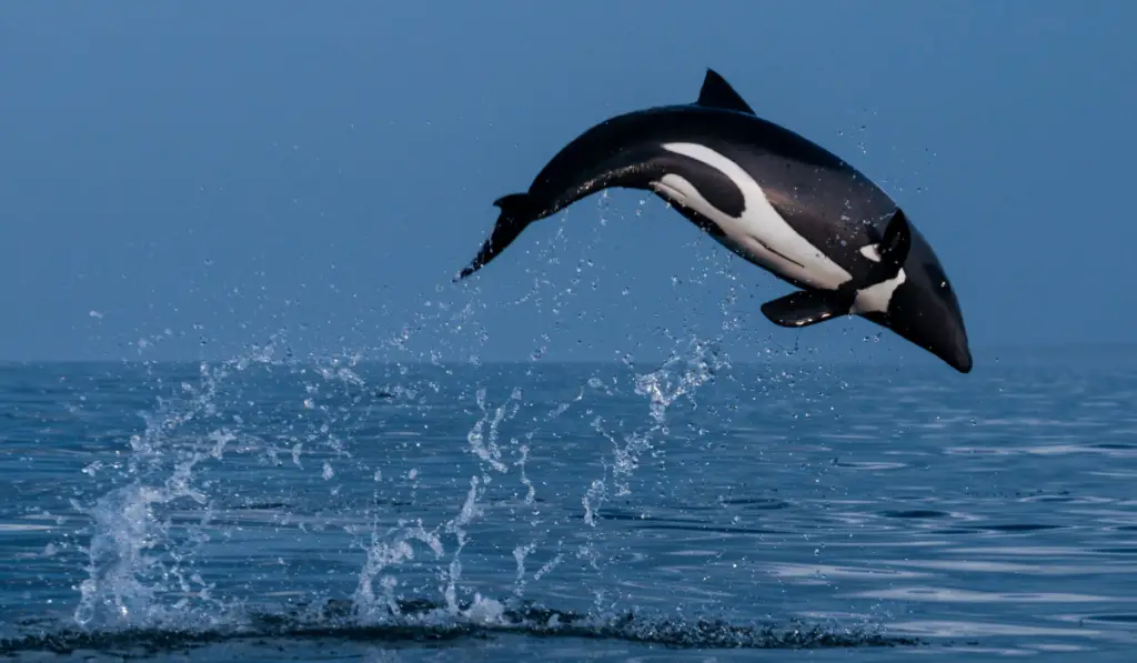 Heaviside dolphin jumping
