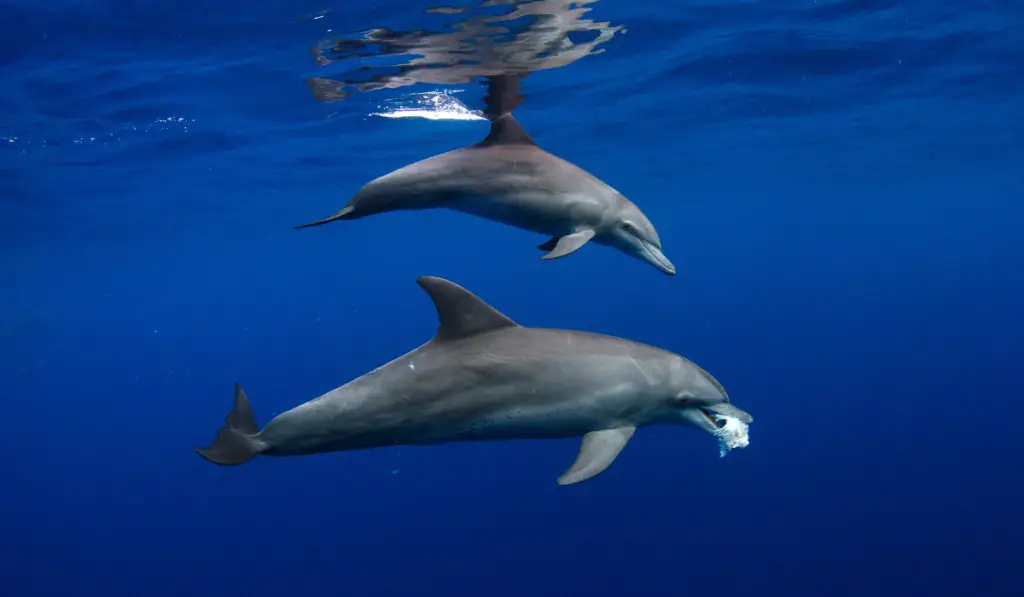 Two Indo-Pacific Bottlenose Dolphin swimming in the sea