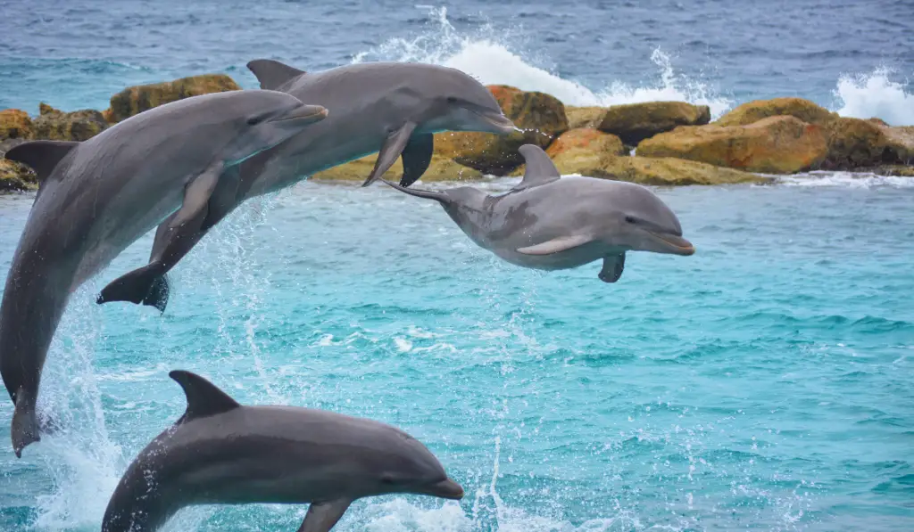 Jumping dolphins in the ocean