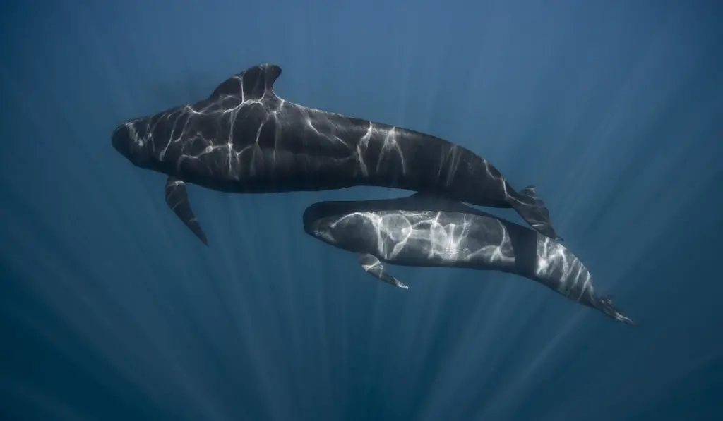Long finned pilot whale mother and calf