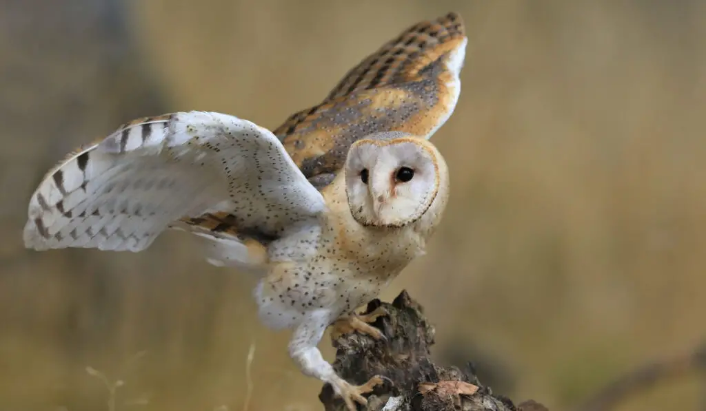 Magnificent Barn Owl perched on a stump in the forest 