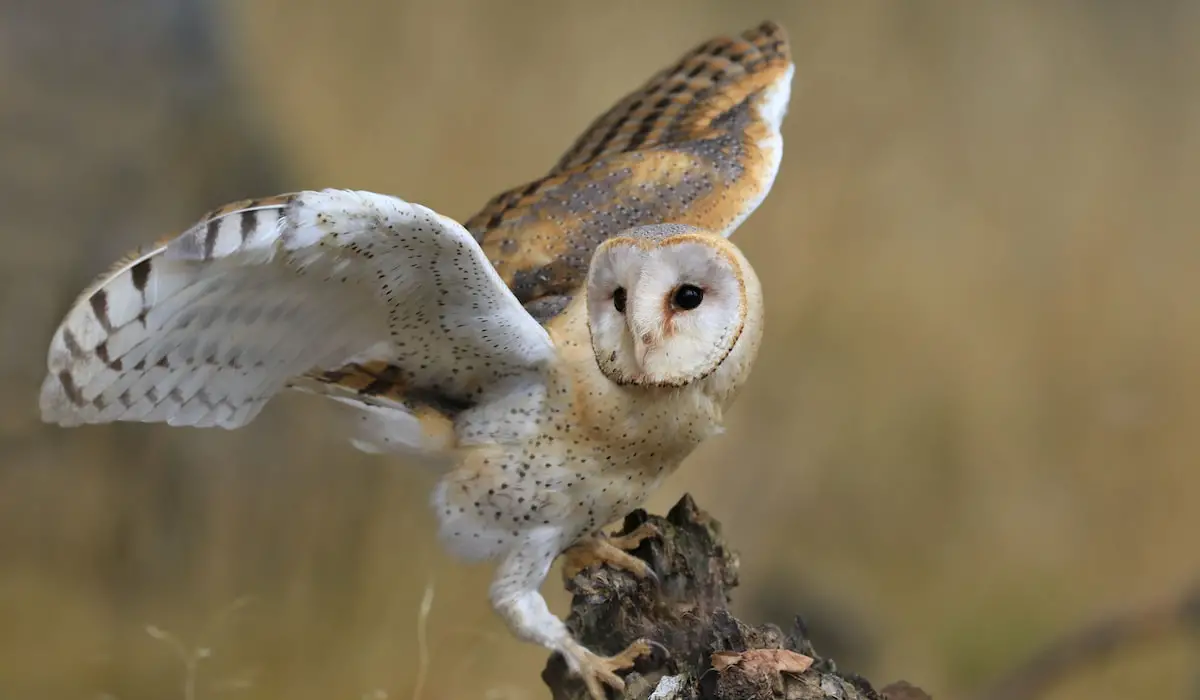 Are Owls Dangerous? Exploration Squared