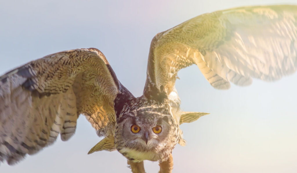 Owl in attacking position against sunlight