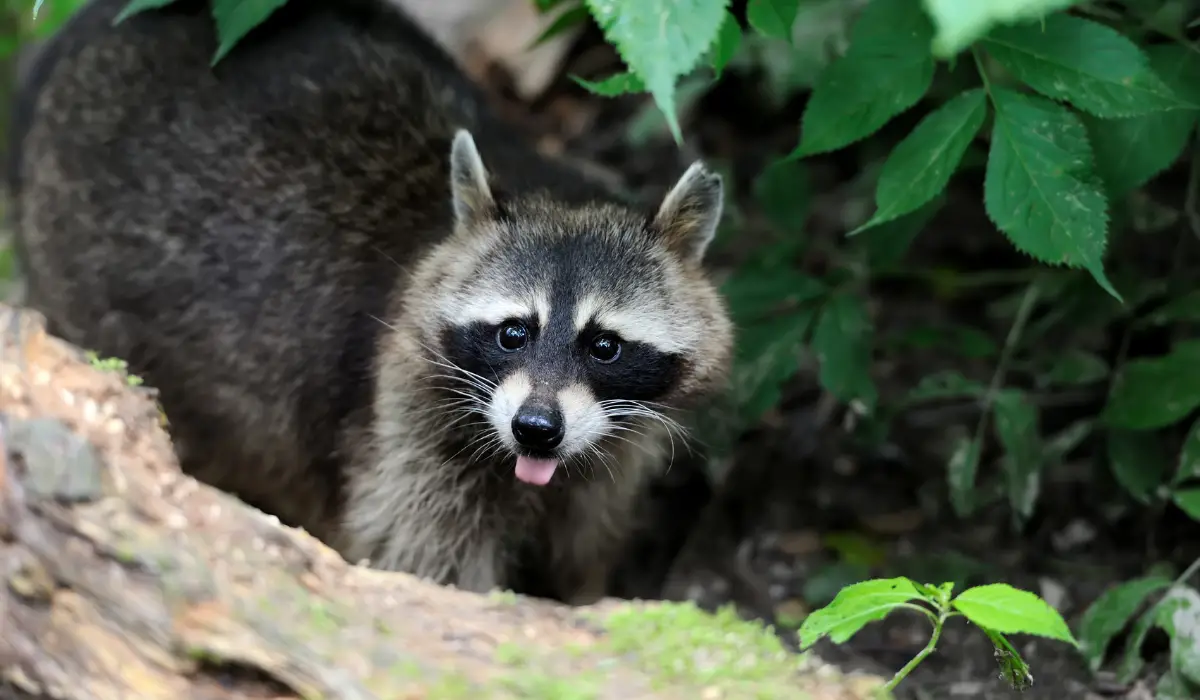 What Eats Raccoons: A Look At Predators in the Wild - Exploration Squared