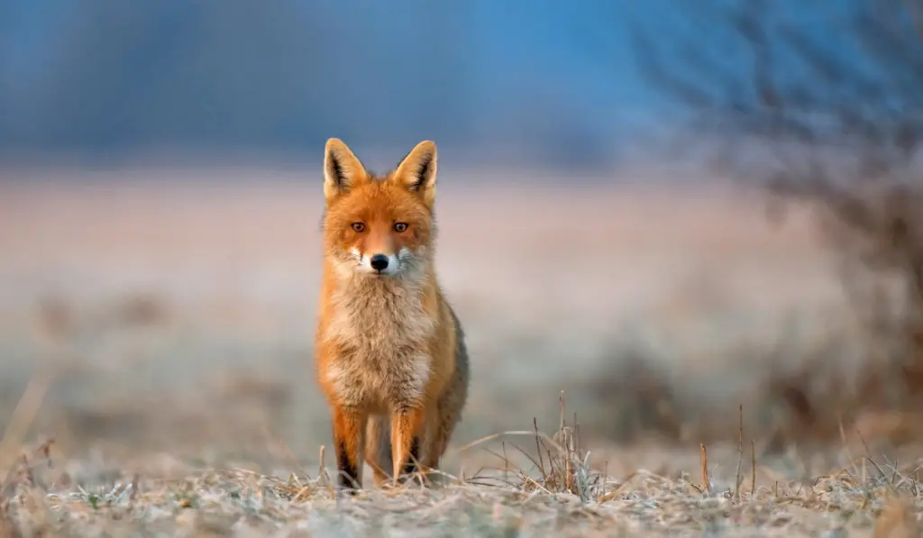 Photo of red fox on a freezing morning

