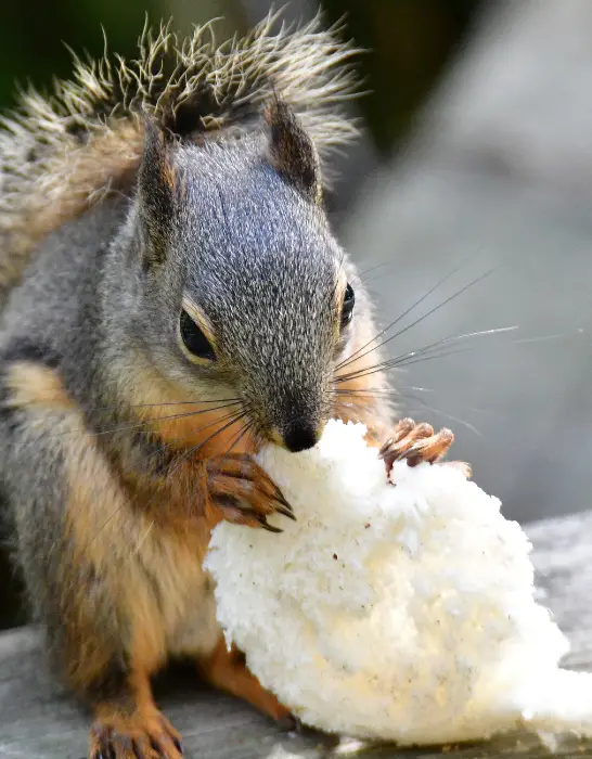 Red-squirrel-eating-some-bread