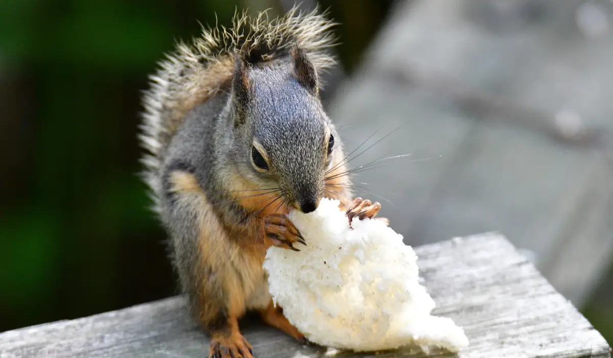 Can Squirrels Eat Bread? - Exploration Squared