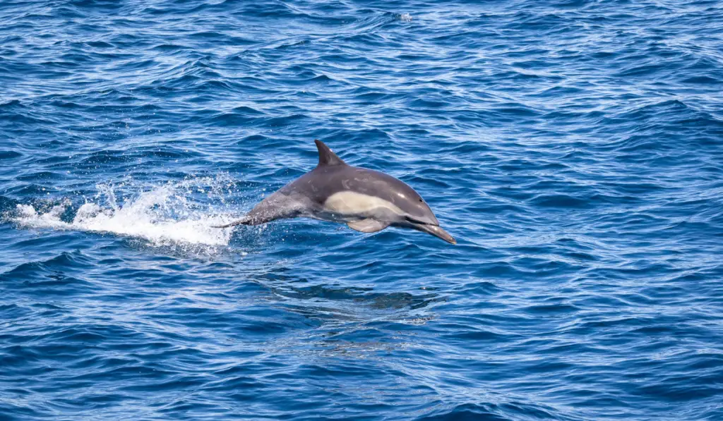 Short-beaked common dolphin jumping