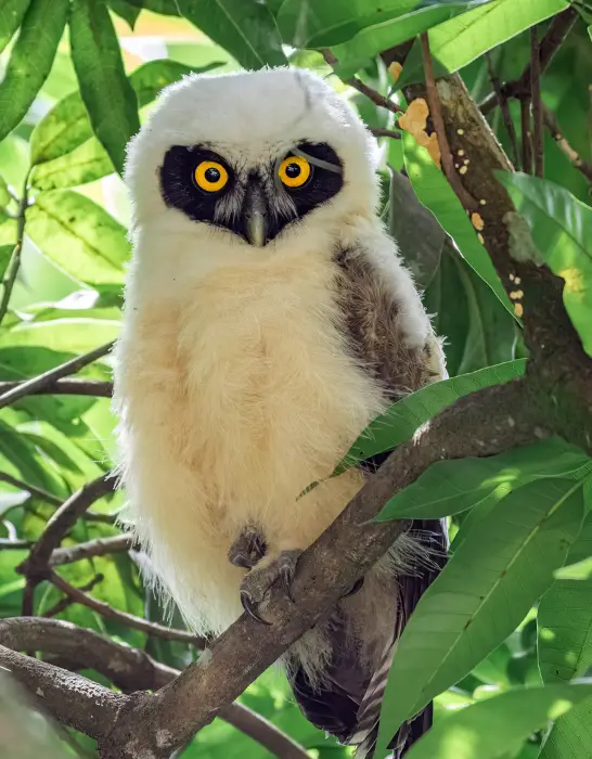 Spectacled-Owls