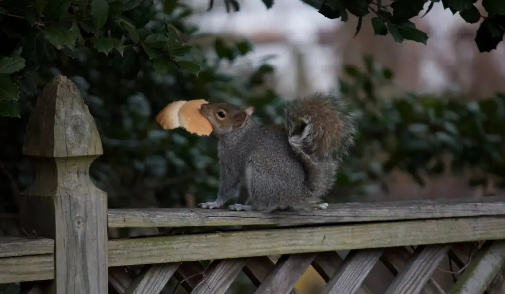 Squirrel with bread and climbing trees
