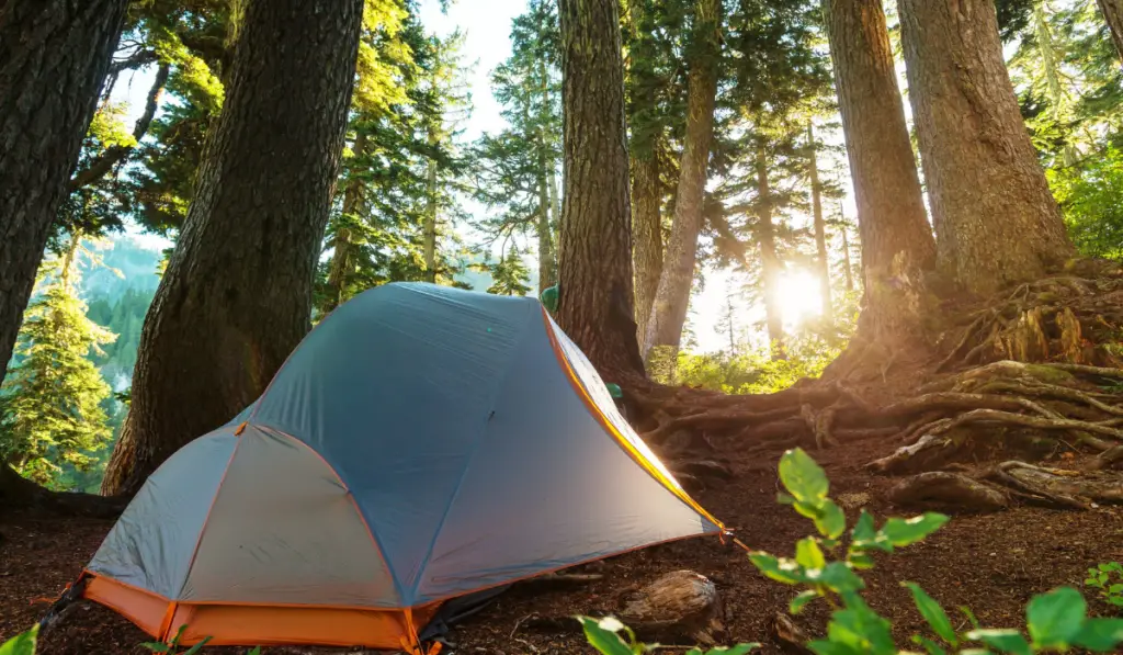 Tent in a forests campsite

