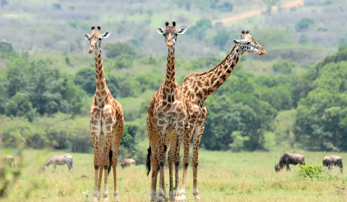 Are Giraffes Herbivores, Carnivores or Omnivores? - Exploration Squared