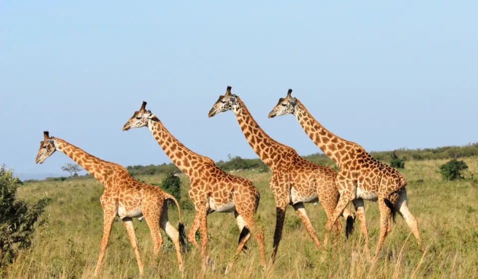 Are Giraffes Herbivores, Carnivores or Omnivores? - Exploration Squared