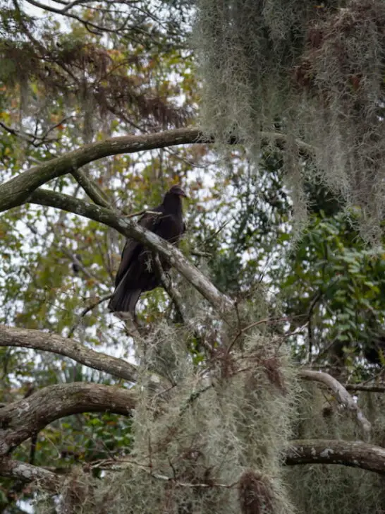 Turkey Vulture sitting on a tree - ee220906
