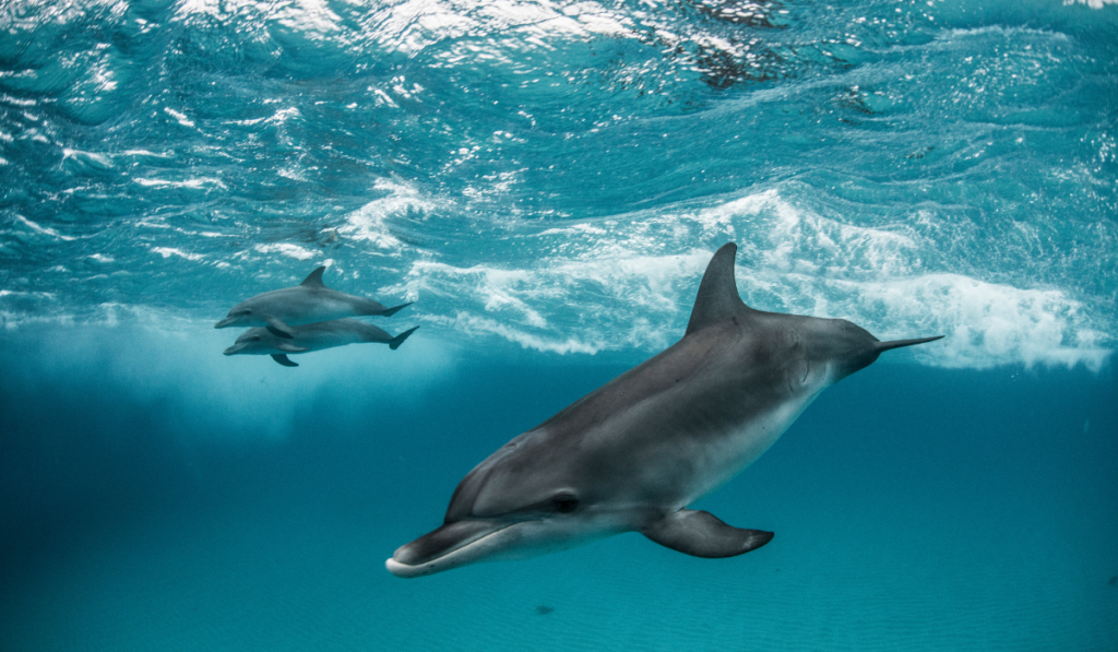 Three atlantic spotted dolphins (Stenella frontalis) swim and play around the sand bank