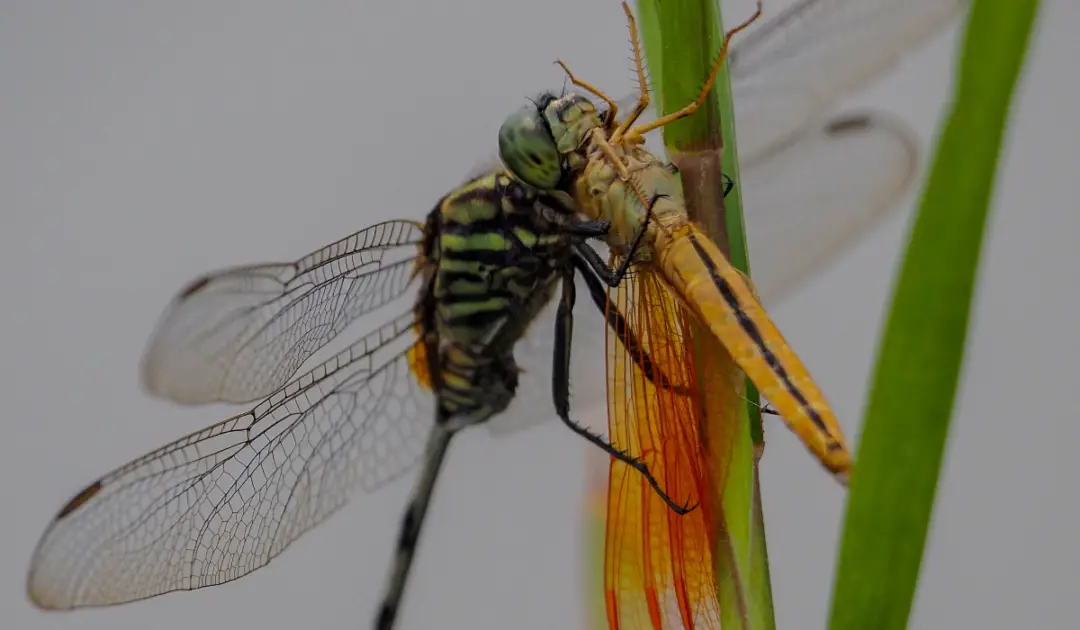 What Do Dragonflies Eat? Exploration Squared
