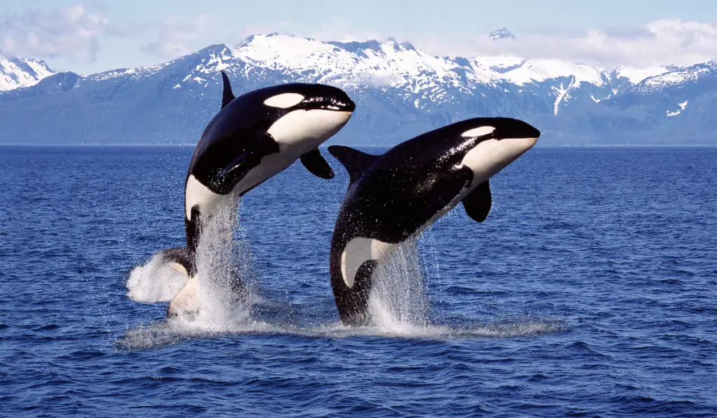 two orcas jumping in the ocean