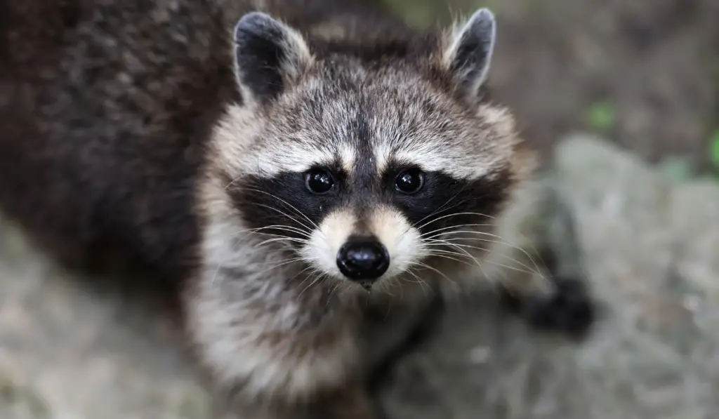 Raccoon in the forest in the natural environment


