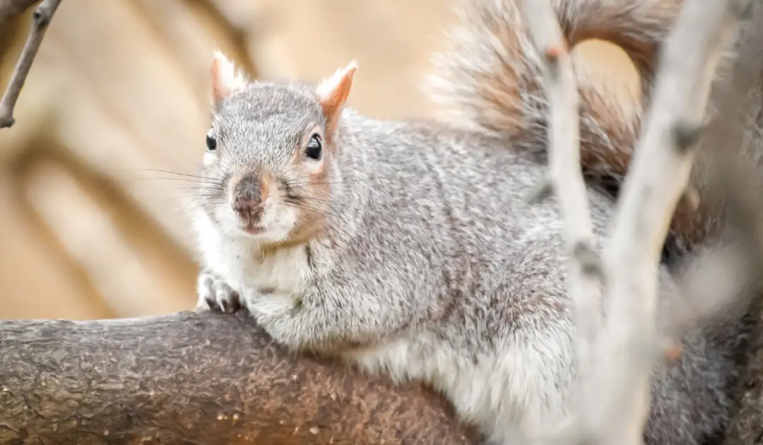 Can Squirrels Eat Bread? Exploration Squared