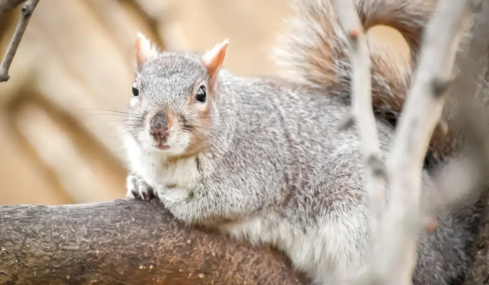 Can Squirrels Eat Bread? - Exploration Squared