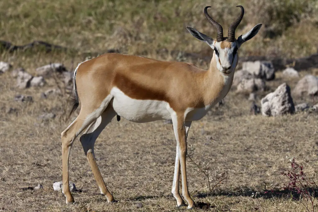 A male springbok antelope in Etosha National Park