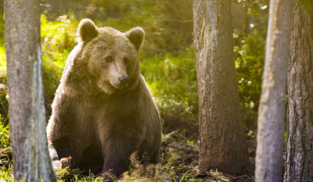 Big brown bear against sunset in the forest
