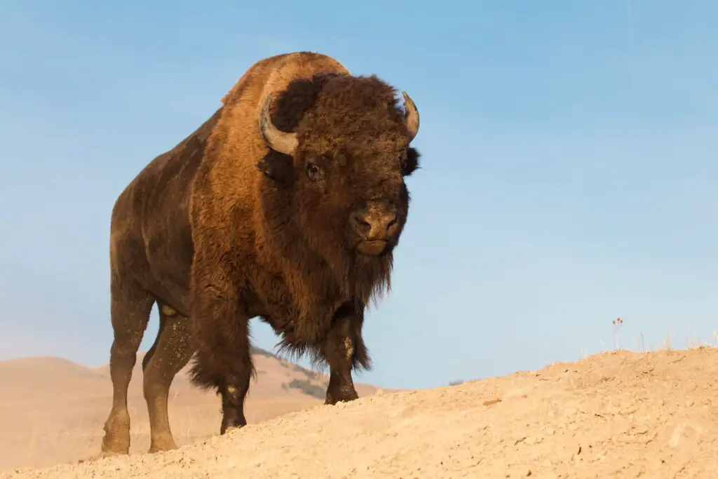  Bison in a desert